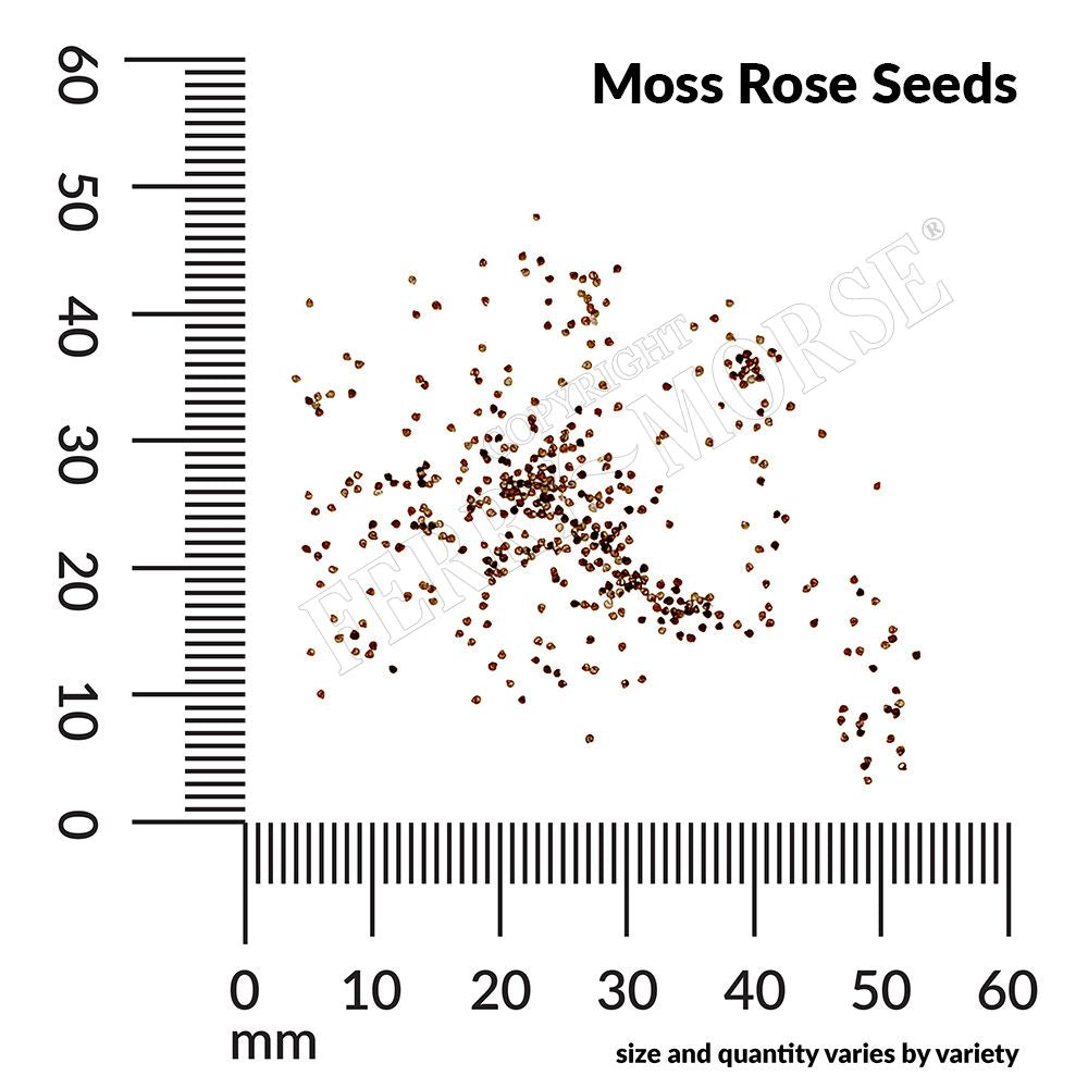 Moss Rose seed spill and measurements